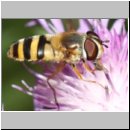 Epistrophe grossulariae - Grosse Wiesenschwebfliege w05.jpg